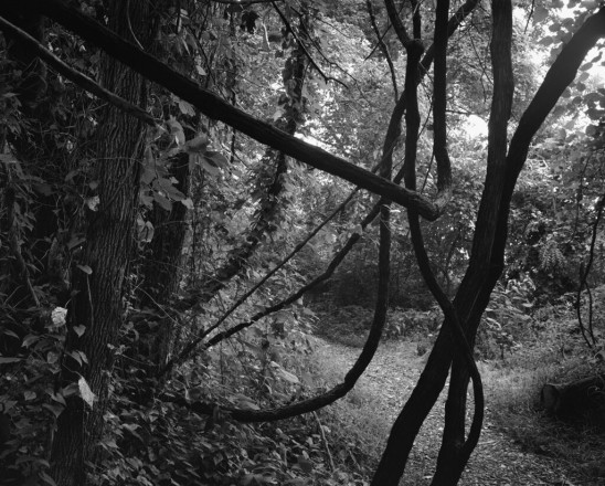 Dawoud Bey - Stony the Road: Untitled (Tangled Branches)