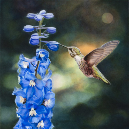 Diane Andrews Hall - Anna's Hummingbird and Delphinium