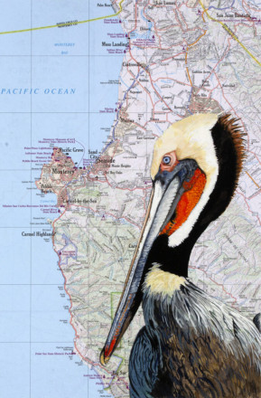 Diane Andrews Hall - Brown Pelican