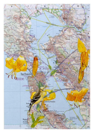 Diane Andrews Hall - Goldfinch with Yellow Lily