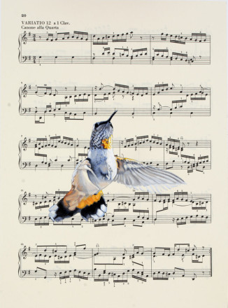 Diane Andrews Hall - Allen's Hummingbird on Bach II