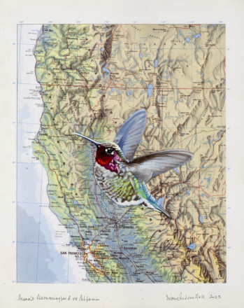 Diane Andrews Hall - Anna’s Hummingbird on California