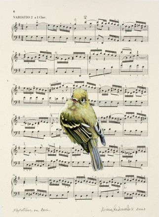 Diane Andrews Hall - Flycatcher on Bach