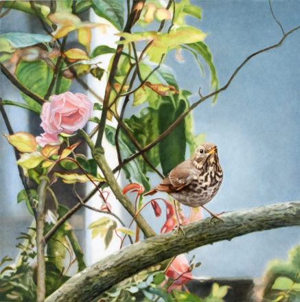 Diane Andrews Hall - Hermit Thrush and Belle of Portugal Rose