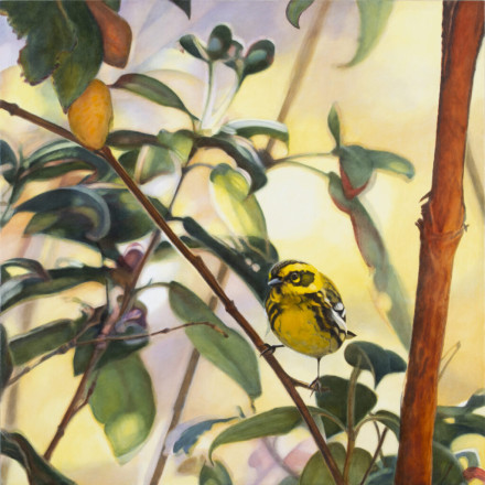 Diane Andrews Hall - Townsend Warbler IV