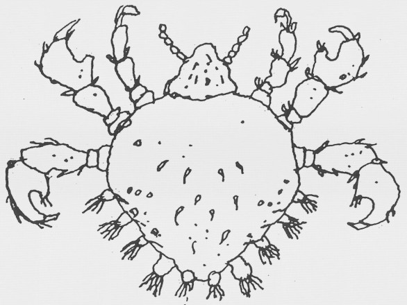 John Waters - Crabs