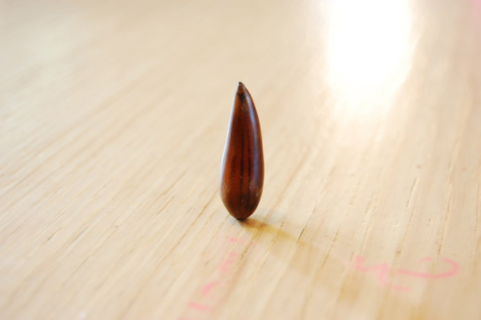 Photograph by Kumie Tsuda