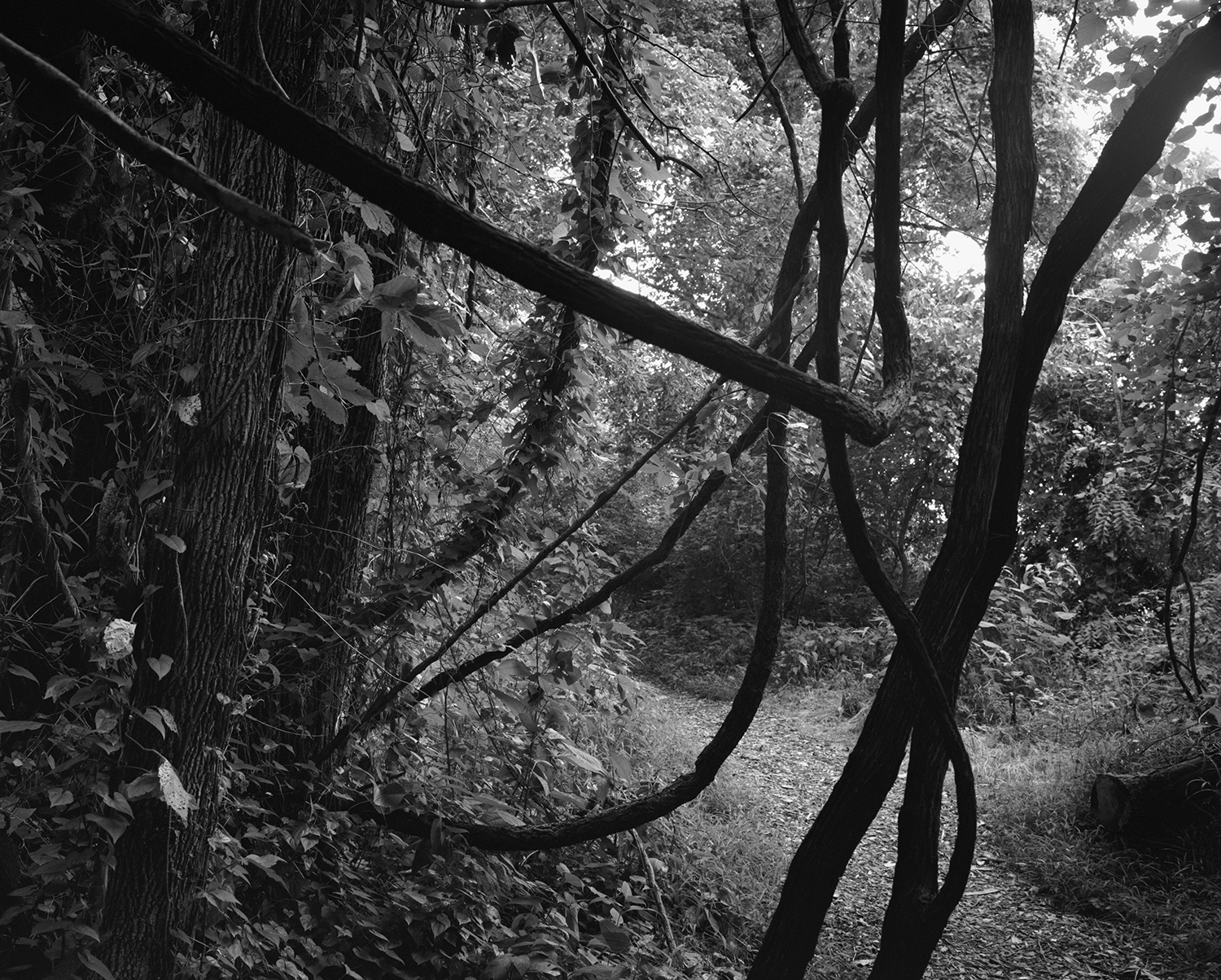 Black and white photograph of forest path with thick vines, by Dawoud Bey
